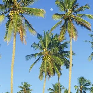Moon and palm trees on Mikadi Beach