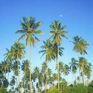 Moon and palm trees on Mikadi Beach
