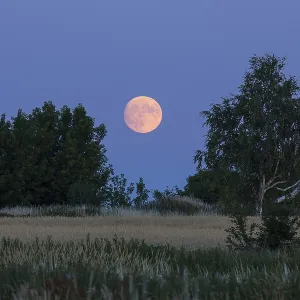 The full moon rises behind trees