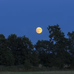 The full moon rises behind trees The full moon rises behind trees