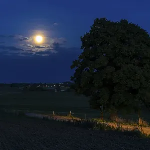 Full moon at the winter lime tree (Tilia cordata) near Leubsdorf Full moon at the winter lime tree (Tilia cordata) near Leubsdorf