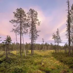 Moor landscape with conifers, sunset red Moor landscape with conifers, sunset red