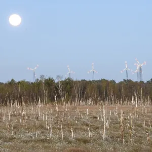 Moor landscape in daylight with moon and wind turbines on the horizon Moor landscape in daylight with moon and wind turbines on the horizon