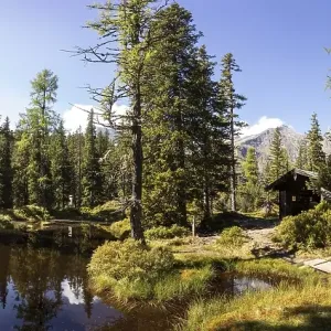 Moor pond on the nature adventure trail through the Rauris primeval forest
