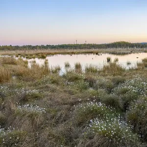 Moor at sunset with reflecting water and vegetation Moor at sunset with reflecting water and vegetation