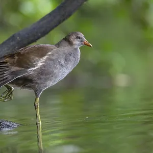 Moorhen (Gallinula chloropus) fledgling resting on a branch