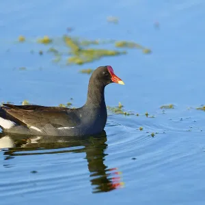 A moorhen moves calmly over the pleasant blue water surface A moorhen moves calmly over the pleasant blue water surface