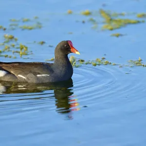 A moorhen swimming peacefully on blue water A moorhen swimming peacefully on blue water