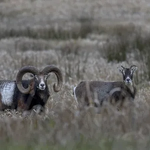 The moorland meadow apparently provides good food for mouflon rams (Ovis gmelini) and females