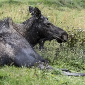 Moose (Alces alces) at the Alaska Wildlife Conservation Centre