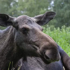 Moose (Alces alces), captive, Smaland Moose (Alces alces), captive, Smaland