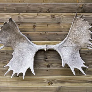 Moose (Alces alces), elk antlers hanging on wall of wooden cabin Moose (Alces alces), elk antlers hanging on wall of wooden cabin