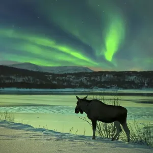 Moose at Tysfjord with northern lights in Norway
