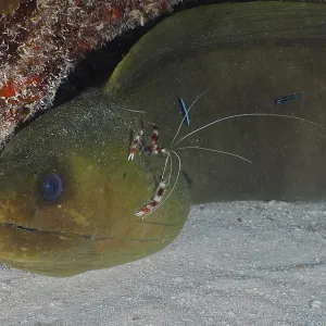 A moray eel with cleaning shrimps in a cramped underwater scene A moray eel with cleaning shrimps in a cramped underwater scene