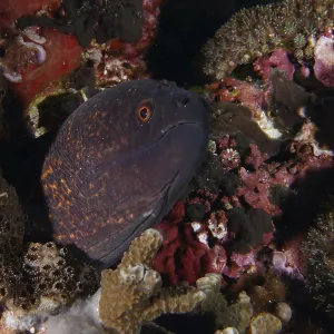 A moray eel, sooty head moray (Gymnothorax flavimarginatus)