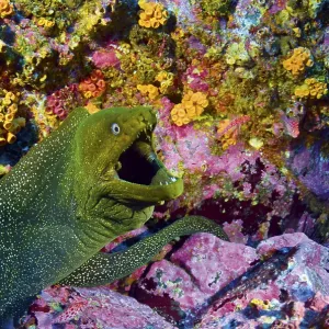 Moray with open mouth in front of colorful coral reef