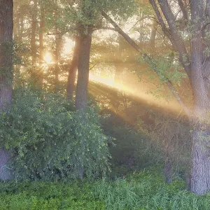 Morning atmosphere in the floodplain forest Morning atmosphere in the floodplain forest