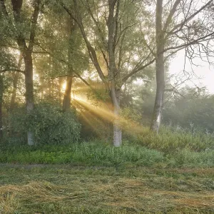 Morning atmosphere in the floodplain forest Morning atmosphere in the floodplain forest
