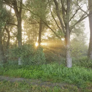 Morning atmosphere in the floodplain forest Morning atmosphere in the floodplain forest