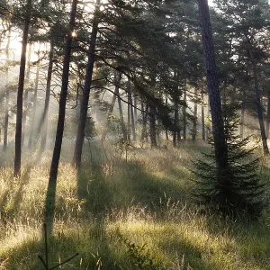 Morning atmosphere in a pine forest Morning atmosphere in a pine forest