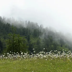 Morning fog in the mountains