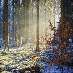 Morning light illuminates a snowy forest with autumn colors Morning light illuminates a snowy forest with autumn colors