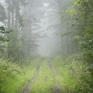 Morning mist, Taunus region, Hesse