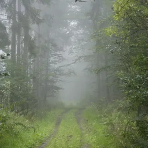 Morning mist, Taunus region, Hesse