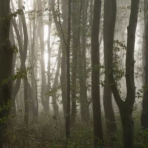 Morning sun penetrates the fog in the deciduous forest