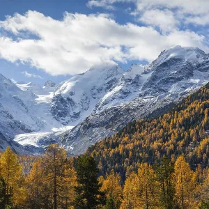 Morteratsch Glacier, mixed forest with larch trees (Larix) in autumn Morteratsch Glacier, mixed forest with larch trees (Larix) in autumn