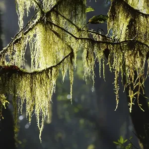 Moss on branches in cloud forest