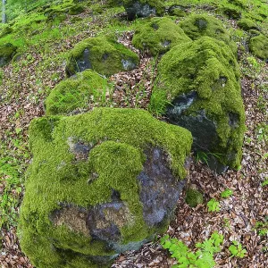 Moss covered boulders, in a Beech tree forest (Fagus sylvatica)