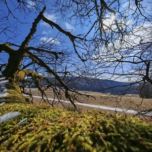 Moss-covered (bryophyta), lying tree trunk in a hilly landscape under a blue sky Moss-covered (bryophyta), lying tree trunk in a hilly landscape under a blue sky