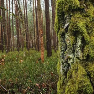 Árbol cubierto de musgo (Bryophyta) en primer plano de un bosque denso, senderismo a lo largo del antiguo límite interalemán en el Corredor Verde cerca de Mitwitz, parque natural Bosques Francos. Árbol cubierto de musgo (Bryophyta) en primer plano de un bosque denso, senderismo a lo largo del antiguo límite interalemán en el Corredor Verde cerca de Mitwitz, parque natural Bosques Francos.