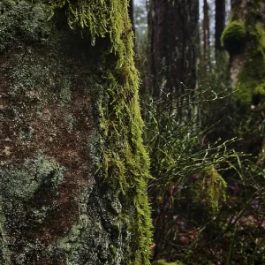 Un tronco de árbol cubierto de musgo (Bryophyta) en frente de un bosque denso y oscuro, senderismo a lo largo del antiguo límite interior alemán en la Green Belt cerca de Mitwitz, parque natural del Bosque Franco. Un tronco de árbol cubierto de musgo (Bryophyta) en frente de un bosque denso y oscuro, senderismo a lo largo del antiguo límite interior alemán en la Green Belt cerca de Mitwitz, parque natural del Bosque Franco.