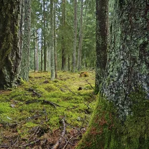 Troncos de árboles cubiertos de musgo (briófitas) en un área densa del bosque cerca del parque natural Bosques Francónicos. Troncos de árboles cubiertos de musgo (briófitas) en un área densa del bosque cerca del parque natural Bosques Francónicos.