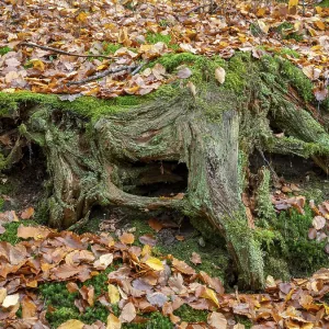 Moss-covered bum stump in autumn forest Moss-covered bum stump in autumn forest