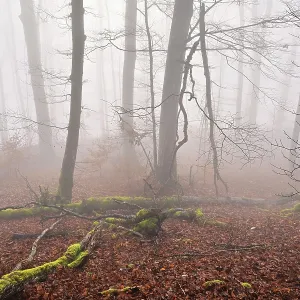 Moss-covered deadwood in foggy forest Moss-covered deadwood in foggy forest
