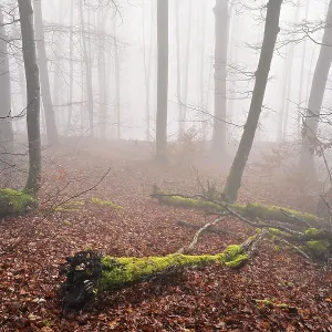 Moss-covered deadwood in foggy forest Moss-covered deadwood in foggy forest