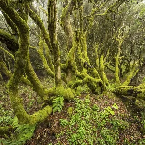 Moss-covered laurel trees in cloud forest Moss-covered laurel trees in cloud forest