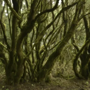 Moss-covered laurel trees in cloud forest Moss-covered laurel trees in cloud forest