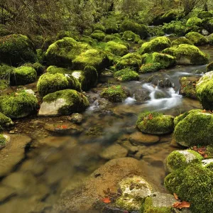 Moss covered rocks alongside the Orbe River