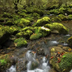 Moss covered rocks alongside the Orbe River Moss covered rocks alongside the Orbe River