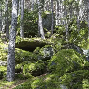 Moss-covered rocks in forest, Sand in Taufers