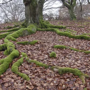 Moss-covered roots of a Common Beech or European Beech (Fagus sylvatica)