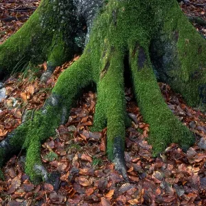 Moss-covered roots of a European Beech (Fagus sylvatica) tree