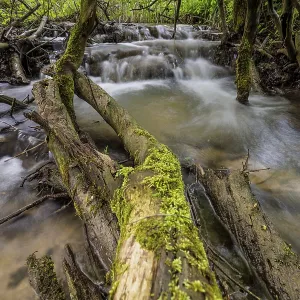 A moss-covered tree trunk lies in a small waterfall in a dense forest A moss-covered tree trunk lies in a small waterfall in a dense forest