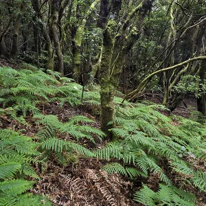 Moss-covered trees and ferns in the laurel forest Moss-covered trees and ferns in the laurel forest