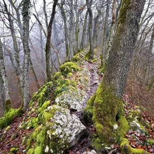 Moss-covered trees surrounded by distinctive limestone formation