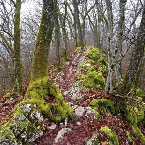 Moss-covered trees surrounded by distinctive limestone formation